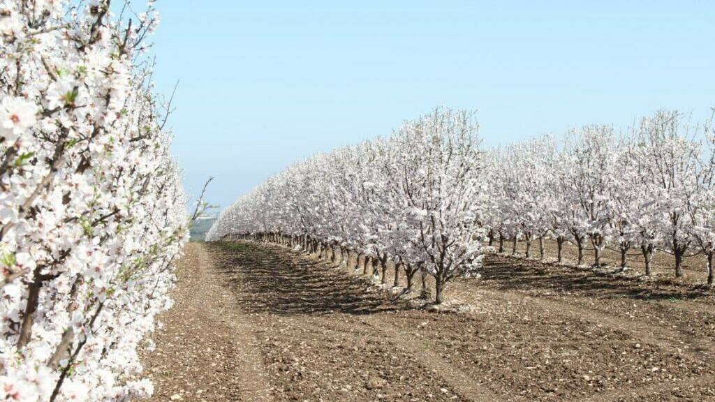 almendro actualidad produccion